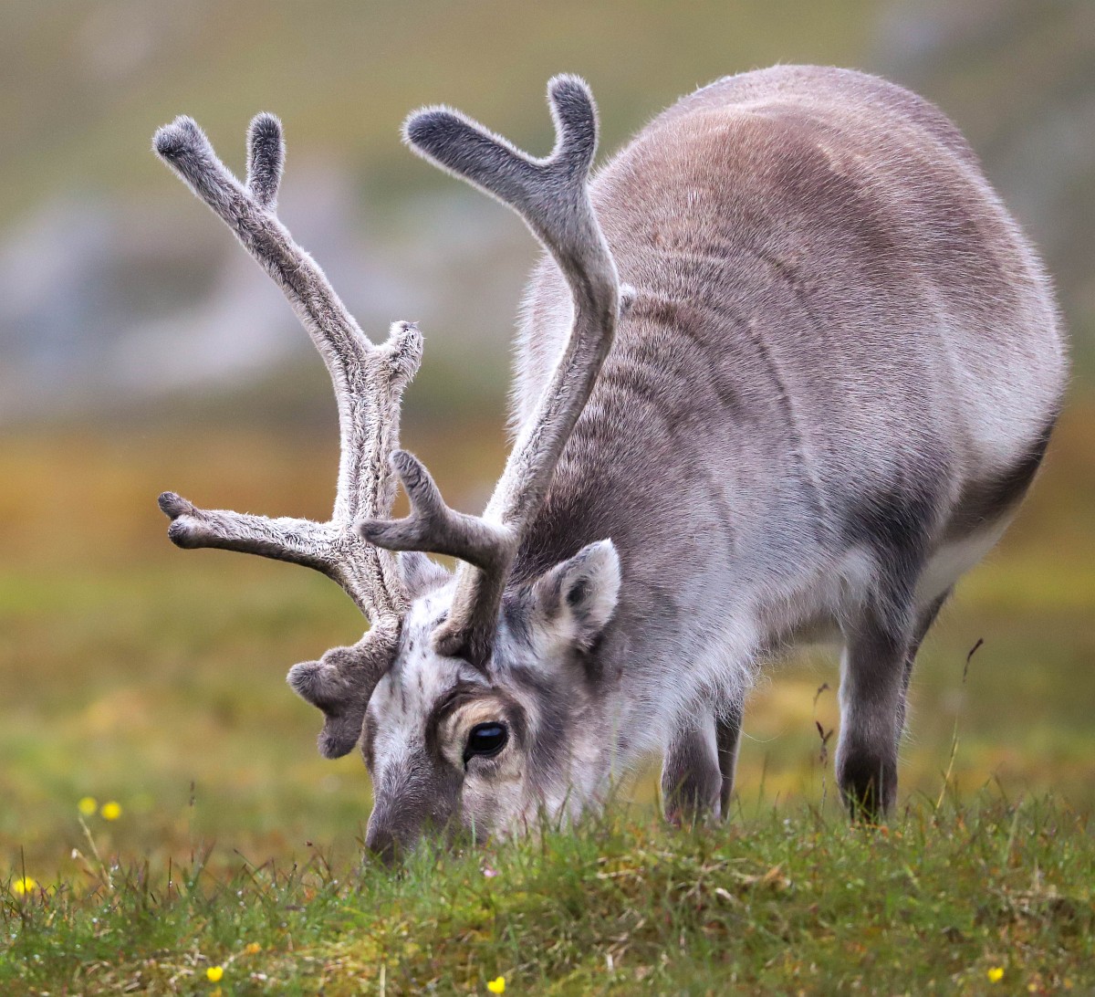 Rangifer Tarandus, Reindeer